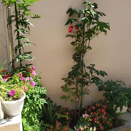 Apartament Rafaela Korčula